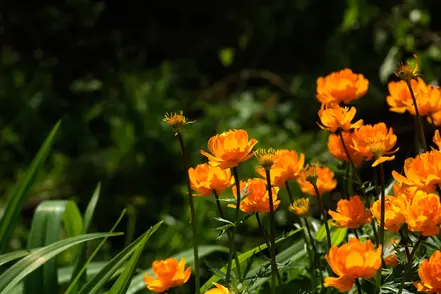 Een zonnig kleurtje in de tuin