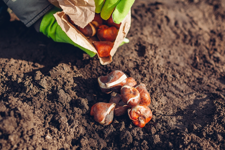 Laatste kans! Plant nu voorjaarsbollen