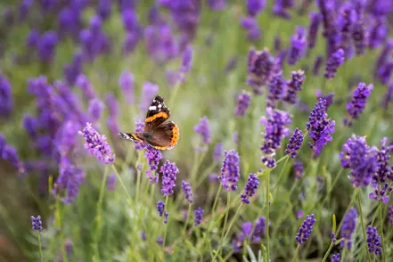 Maak jouw tuin vlindervriendelijk