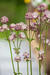 astrantia maj. 'abbey road' P9 - afbeelding 3