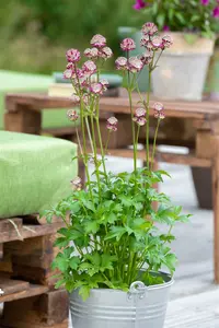 astrantia maj. 'abbey road' P9 - afbeelding 4