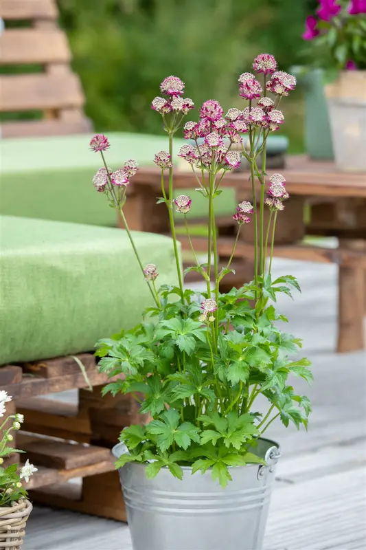 astrantia maj. 'abbey road' P9 - afbeelding 5