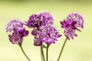 astrantia maj. 'abbey road' P9 - afbeelding 2