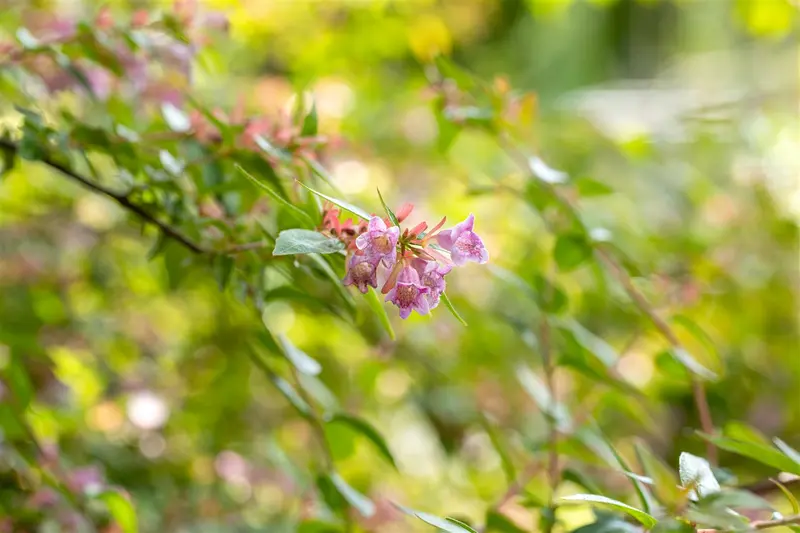 abelia 'edward goucher' (50- 60cm) - afbeelding 1