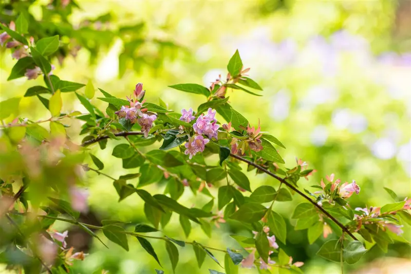 abelia 'edward goucher' (50- 60cm) - afbeelding 2