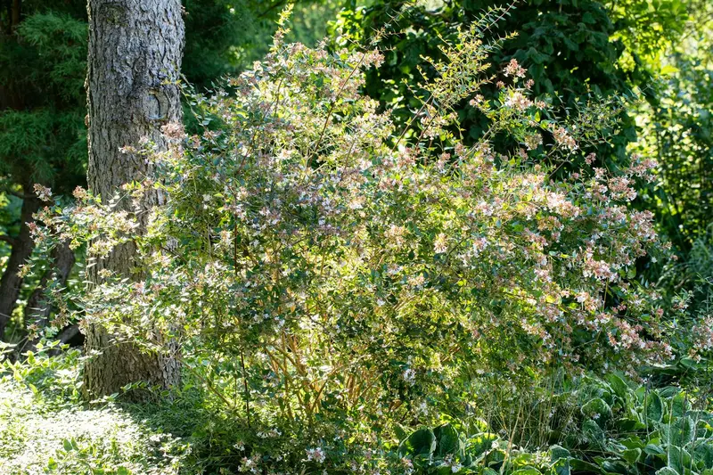 abelia 'edward goucher' (50- 60cm) - afbeelding 3