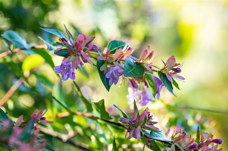 abelia 'edward goucher' (50- 60cm) - afbeelding 4