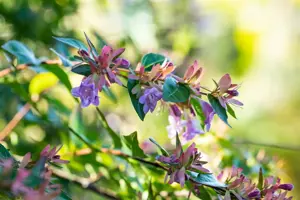 abelia 'edward goucher' (80-100 cm) - afbeelding 4