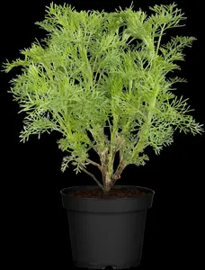 artemisia abrotanum P11