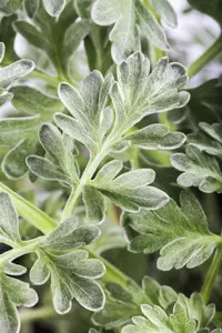 artemisia absinthium P9 - afbeelding 1