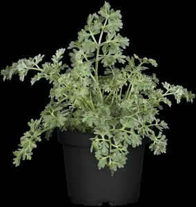 artemisia absinthium P9 - afbeelding 2