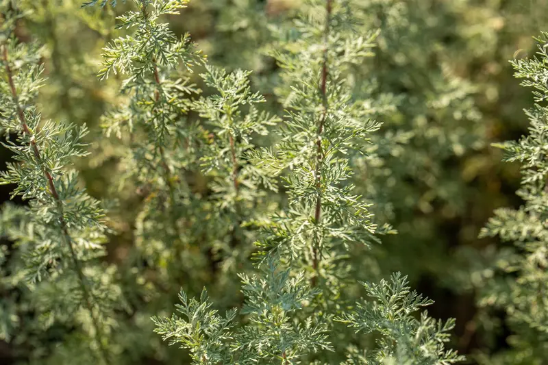 artemisia absinthium P9 - afbeelding 5