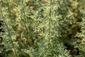 artemisia absinthium P9 - afbeelding 5