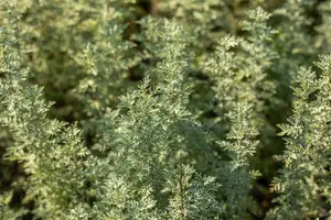 artemisia absinthium P9 - afbeelding 4