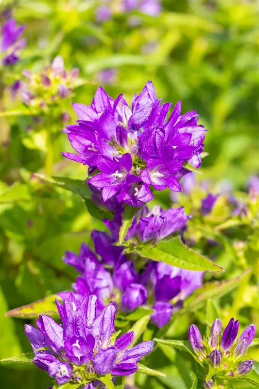 campanula glom. 'acaulis' P9 - afbeelding 4