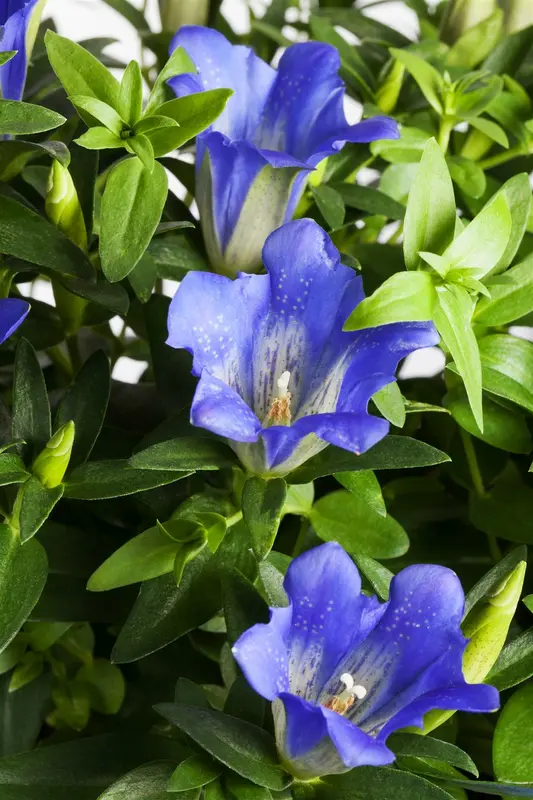 gentiana acaulis ( kochiana) P9