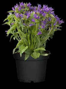 campanula glom. 'acaulis' P9 - afbeelding 1