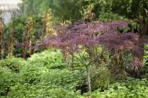 Acer palm. 'Inaba Shidare' HALFST. C375 EXTRA