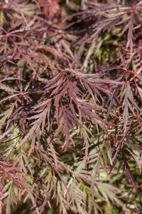 Acer palm. 'Ornatum' ('diss atrop./diss ornatum') HALFST. C375 EXTRA