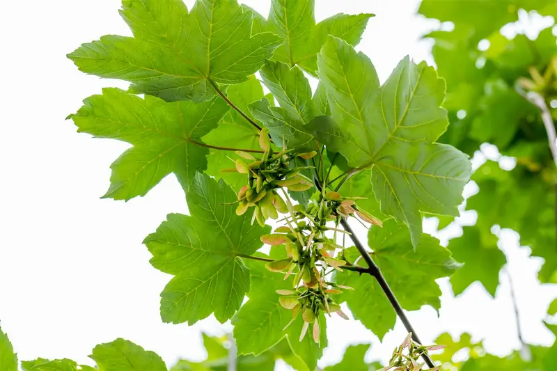 acer pseudoplatanus 10/12 - afbeelding 4