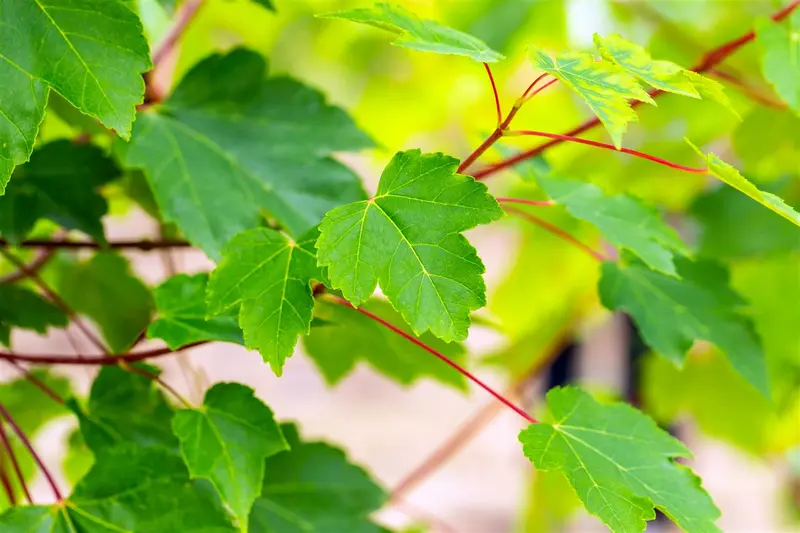 acer rubr. 'october glory' 6/ 8 - afbeelding 2