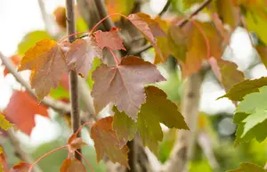 acer rubr. 'october glory' 6/ 8 - afbeelding 1