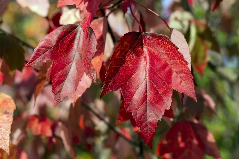 acer rubr. 'red sunset' 14/16 - afbeelding 2