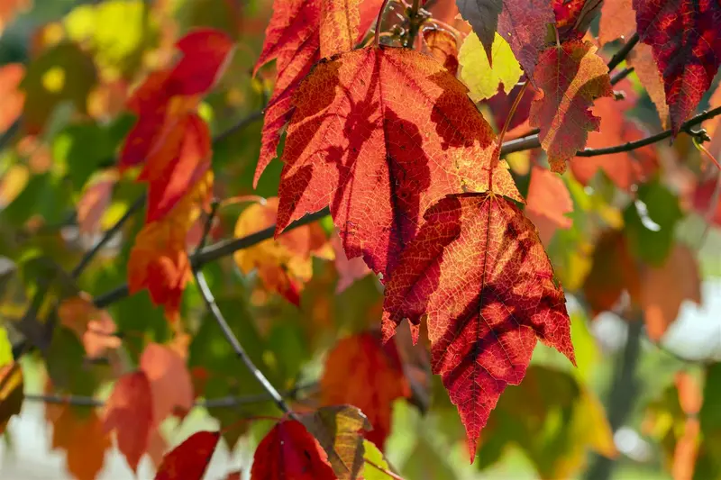 acer rubr. 'red sunset' 14/16 - afbeelding 4