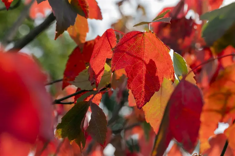 acer rubr. 'red sunset' 16/18 - afbeelding 3