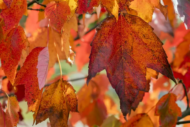 acer rubr. 'red sunset' 18/20 - afbeelding 1