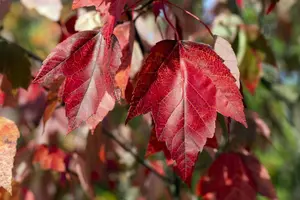 acer rubr. 'red sunset' 6/ 8 - afbeelding 2