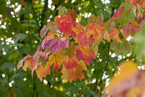 acer rubrum 6/ 8 - afbeelding 1