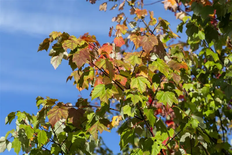 acer rubrum 6/ 8 - afbeelding 4