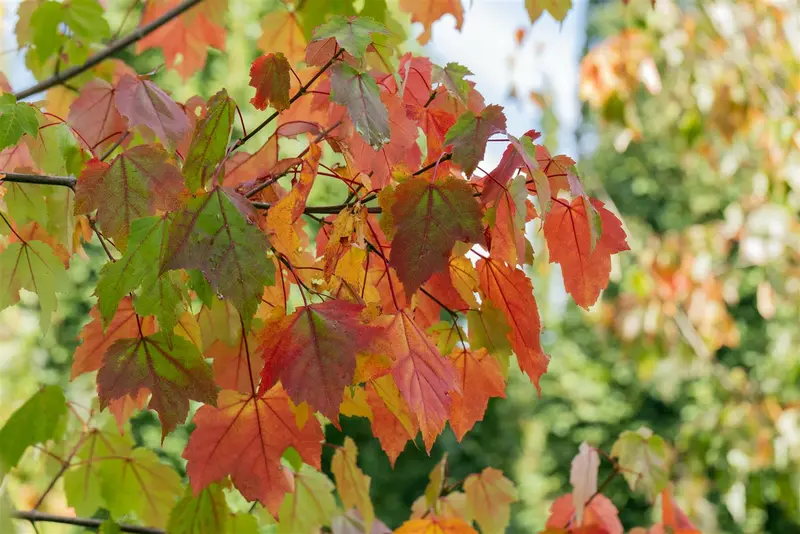 acer rubrum 6/ 8 - afbeelding 2