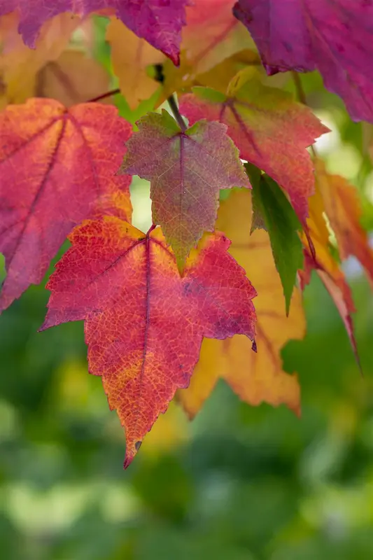 acer rubrum 8/10 - afbeelding 3