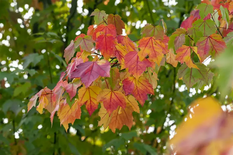 acer rubrum 8/10 - afbeelding 1