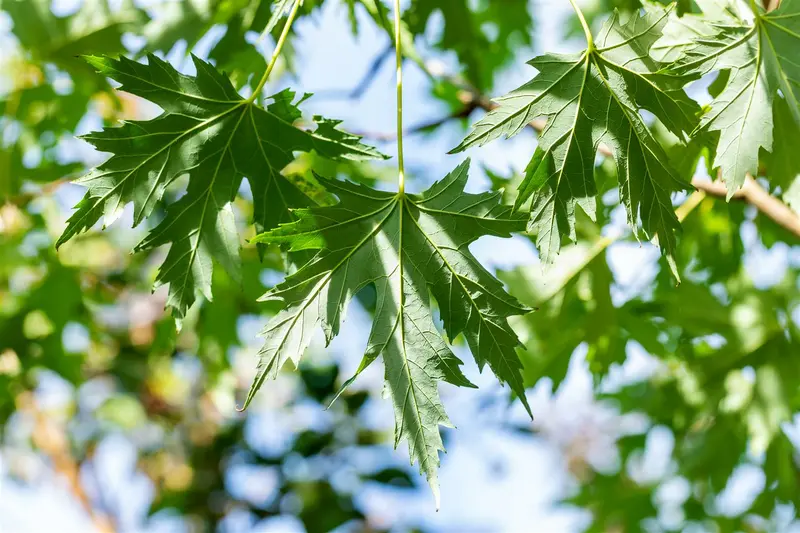 acer saccharinum 'laciniatum wieri' 10/12