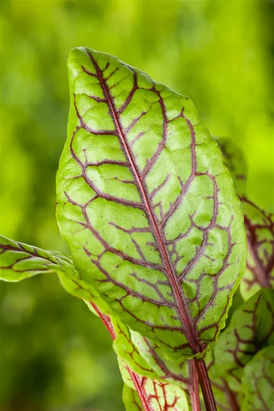 rumex acetosa P9 - afbeelding 2