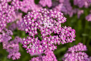 achillea mil. 'lilac beauty' P9