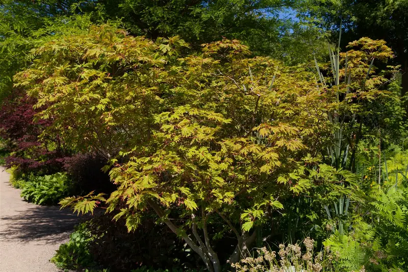 acer jap. 'aconitifolium' (30- 40cm) - afbeelding 2