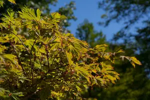 acer jap. 'aconitifolium' (30- 40cm) - afbeelding 4