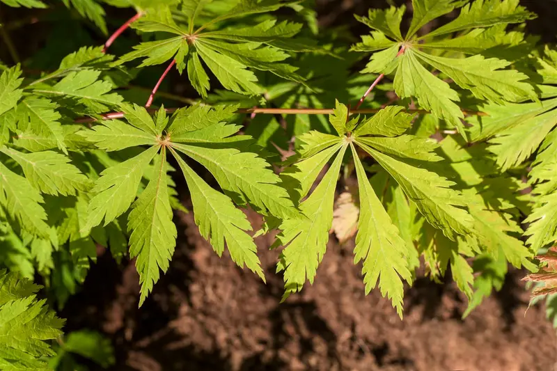 acer jap. 'aconitifolium' (30- 40cm) - afbeelding 5