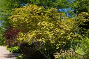 acer jap. 'aconitifolium' (60- 80cm) - afbeelding 1