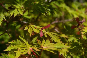 acer jap. 'aconitifolium' (60- 80cm) - afbeelding 3