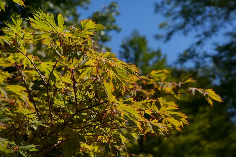 acer jap. 'aconitifolium' (100-125 cm) - afbeelding 4