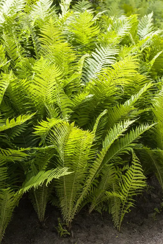 polystichum aculeatum P9 - afbeelding 1