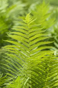 polystichum aculeatum P9 - afbeelding 2