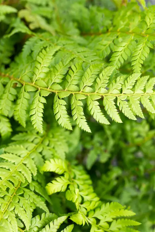 polystichum aculeatum P9 - afbeelding 3