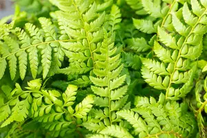 polystichum aculeatum P9 - afbeelding 4