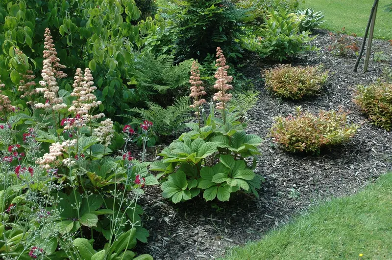 rodgersia aesculifolia P11 - afbeelding 5